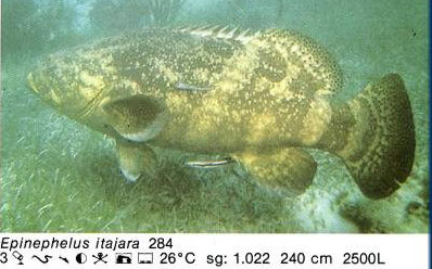 Epinephelus itajara